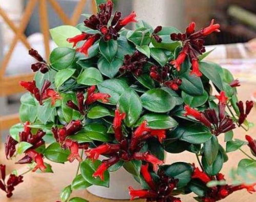 居家养花优选 花色娇艳花期长、好养易活寓意美好的藏红花种植指南