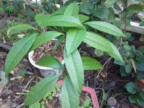 13种新式香料 厨艺创新者的必备利器，探索藏红花种植的奥秘