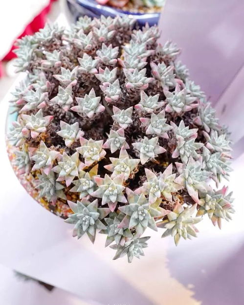 上海万象多肉花卉展随拍 多肉入眼，藏红花种植探秘