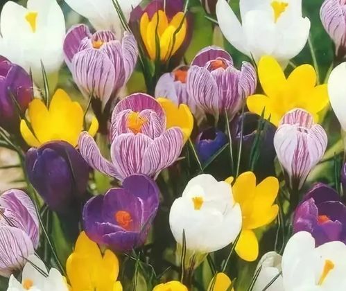 筑邦学堂——球根花卉种植养护方法详解 藏红花的种植与养护指南