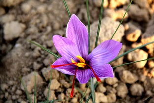 永城乡镇藏红花种植 亩产超10万元的致富新路径