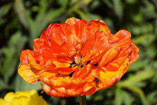 藏红花种植 连接城市与田野的健康艺术