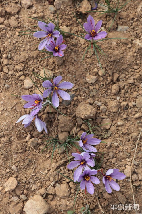 崂山北宅藏红花喜获丰收，田间绽放“软黄金”致富新希望