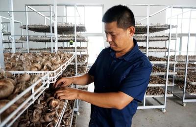 崇明藏红花 世界一流的东方瑰宝