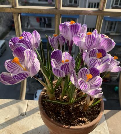 寒冬不败的美丽 4种耐寒花卉推荐，零下20度也能绽放生机