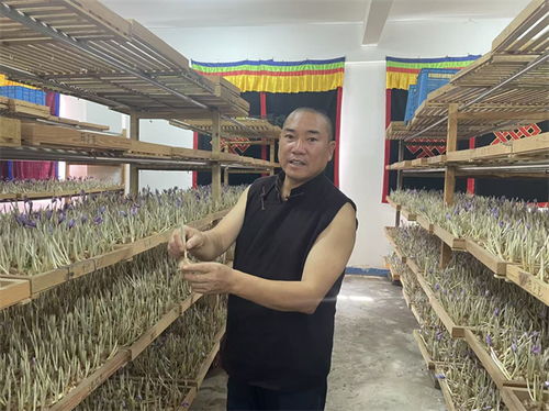 花开四季 香约云南 迪庆维西藏红花香飘塔城，高原金花织就富民路