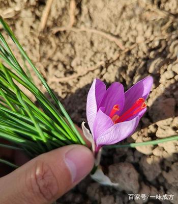 一味成方泰山灵芝基地 探索多元发展，即将引种藏红花