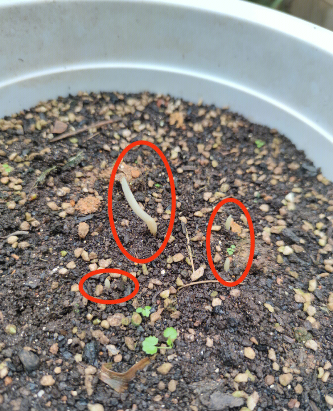 藏红花种植技术 从选种到采收的完整指南