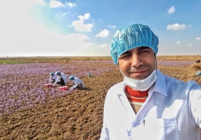 疫情与制裁双重压力下的伊朗 藏红花田中的坚韧与希望