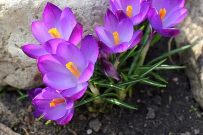 藏红花发芽后的种植与养护指南