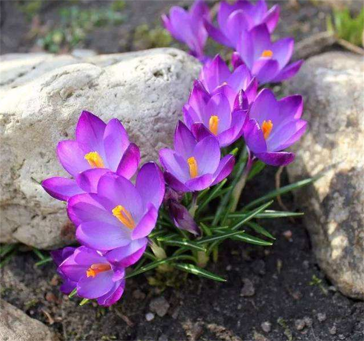 藏红花盆栽 栽种时机与养护环境是关键