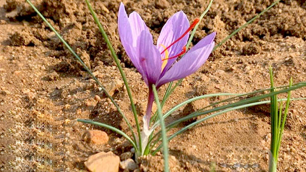 藏红花种植方法、生长环境条件及日常管理技术——以云南满泽为例