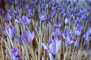 藏红花开天台山 探索高海拔特色种植的瑰丽篇章
