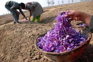 藏红花 每朵仅产三丝，常食此稀罕物可稳定激素调心肝，吃出女人味