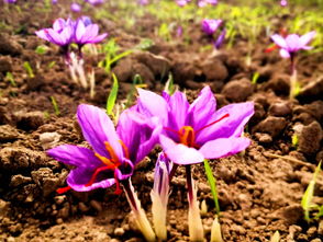 夏宁葆的伊朗见闻 圣城马什哈德自由行，礼萨圣陵与藏红花田的时光之旅