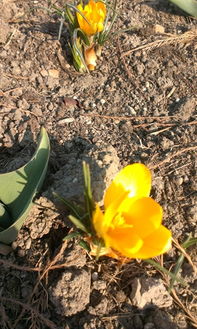 上海植物园 探秘“红色黄金”——藏红花种植与观赏指南