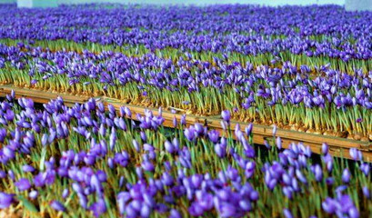 轮作模式种地一箭多雕，你想不到的好效益！——藏红花种植篇