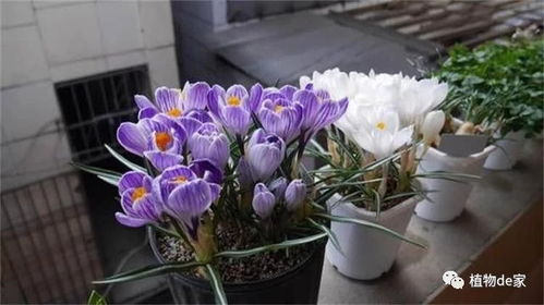 种下一个球，来年花满盆 藏红花种植秘笈