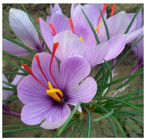 10种耐寒花 夏天休眠不长个，冬天开满花，越冷越香艳——以藏红花种植为例