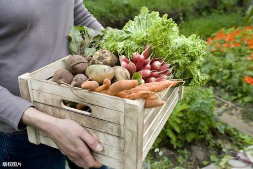 社区团购的本质与藏红花种植 投资视角的双重机遇