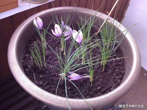 藏红花种植 避免与有毒秋水仙混淆的关键措施