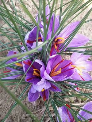 藏红花种植 从种子购买到田园管理的全面指南