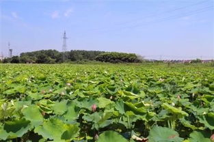 轮作模式种地一箭多雕 藏红花种植的意想不到的好效益