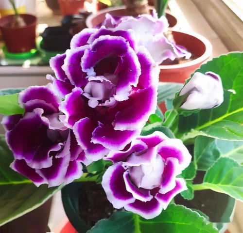 半日光照养好花 这4种半阴性花卉易爆盆，花朵大如碗