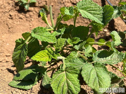 乡土新传丨松下问童子，北宅种药去——藏红花种植的致富密码