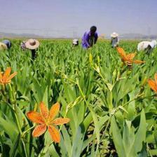 北方地区高前景种植选择 藏红花的商业机遇与技术要点